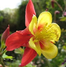 25 Aquilegia Caerulea Koralle Columbine Flower Seeds PerennialFrom US - $8.35