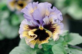 30 Seeds Frizzle Sizzle Yellow and Blue Swirl Ruffled Pansy Flower  - £13.15 GBP