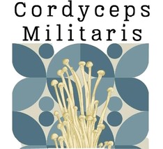 Cordyceps Militaris Certified Organic powder (60 capsules) - $278.06 MXN