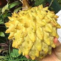 Rollinia Deliciosa Seeds Garden - $26.90