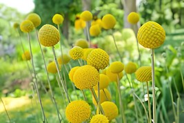 60 Seeds Craspedia Globosa Billy Button Flower Potted Plants - $11.65