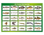Coarse Fish Species Poster A3 42x29cm BLPA3P49 Lake Pond Guide UK Photo ... - $16.22