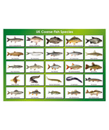 Coarse Fish Species Poster A3 42x29cm BLPA3P49 Lake Pond Guide UK Photo ... - £12.92 GBP