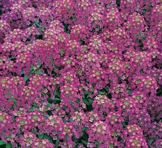 BPA Alyssum Seeds 1500 Royal Carpet Purple Flower Garden Annual Bees From US - £7.06 GBP