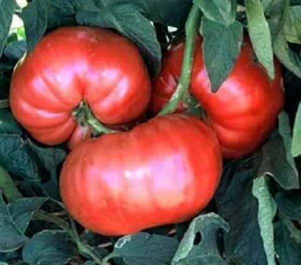 Giant Belgium Pink Tomato Seeds 50 Ct Vegetable Heirloom Non Gmo Fresh Seeds - £5.43 GBP