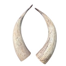 Watusi Horns Gorgeous Natural Cow Horn Set , 2 Natural Ox Horns (28&quot; long) - $167.31