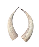 Watusi Horns Gorgeous Natural Cow Horn Set , 2 Natural Ox Horns (28&quot; long) - $3,121.34 MXN