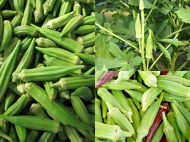 100+ Seeds Clemson Spineless Okra Heirloom Summer Vegetable Garden Easy - £13.11 GBP