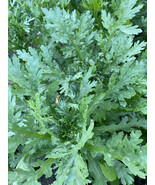 Shungiku Seeds, NON-GMO, 3 Color Daisy, Garland Chrysanthemum, FREE SHIPPING - $1.87