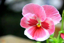 40 Pansy Flower Seeds Be81026 26 Fresh USA Shipping - £13.89 GBP