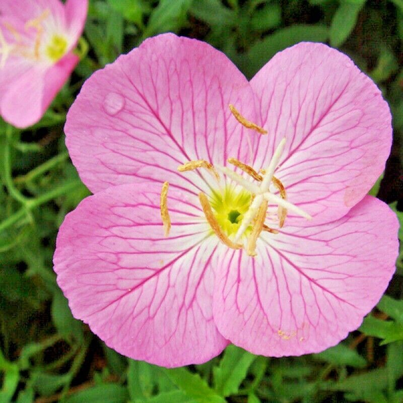 501+Showy Mexican Evening Primrose Seeds Groundcover Container Flower ...