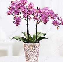 100 Hydroponic Orchid Seeds Bonsai Indoor Flower Plants Four Seasons Phalaenopsi - £3.90 GBP