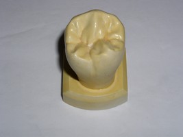 Dental Tooth Model Plaster Cast Anatomy Morphology Teaching Lower 2nd Bi... - $19.99