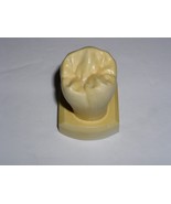Dental Tooth Model Plaster Cast Anatomy Morphology Teaching Lower 2nd Bi... - $367.32 MXN