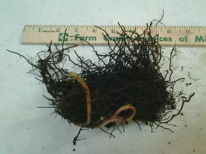 5 Osmunda cinnamomea Cinnamon Fern Rhizomes / Roots - Perennial Herb Plants - $79.90