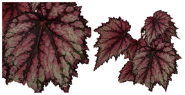 Raging Rex Begonia Plant - 4&quot; Pot - Bold Color - C2 - £44.00 GBP