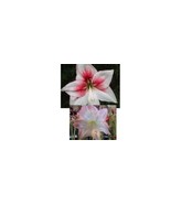 SR 15 Amaryllis seed Grandise Fantasy X Sofia dried refrigerated Hippeas... - $25.90