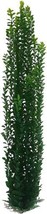Green Foliage for Aquarium or Pond Plastic Plant 30 Inch (75cm) Tall Extra Large - £20.71 GBP