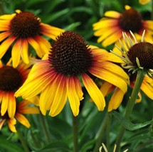 From US 50 Yellow Orange Coneflower Seeds Flower Perennial Flowers Seed 42 - £8.78 GBP