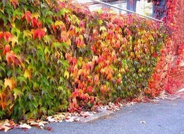 Virginia Creeper Parthenocissus quinquefolia Vine 25 Seeds (Fall Color Hardy) - $9.00