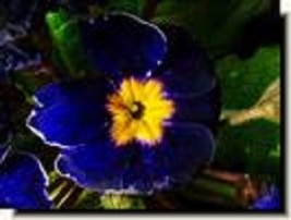 SR12Store Primula Cobalt Primrose Flower Seeds Perennial 15 US Product - £8.31 GBP