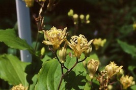 Tricyrtis Puberula Japanese Toad Lily Fresh Seeds - £14.93 GBP