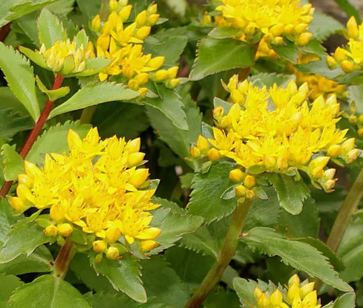 2,500 Bulk Seeds Blood Flower Scarlet Milkweed Asclepias Curassavica  - £32.38 GBP