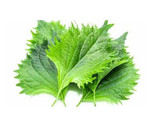 Simple Pack 500 seed Shiso Perilla Green Leaf Herb Perilla Shiso Leaves ... - $7.92