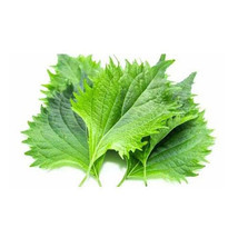 Simple Pack 500 seed Shiso Perilla Green Leaf Herb Perilla Shiso Leaves Green x - £6.33 GBP