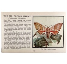 Big Poplar Sphinx Moth 1934 Butterflies Of America Antique Insect Art PC... - $19.99