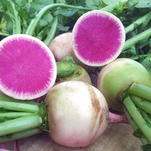 100 Watermelon Radish, NON-GMO, Shrinrimei, Chinese Heirloom Vegetable S... - £14.41 GBP