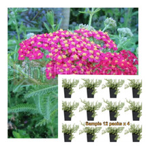 SEPTH Achillea New Vintage Violet Plant 12Pks True Pink Flower Yarrow Live Plant - $22.41