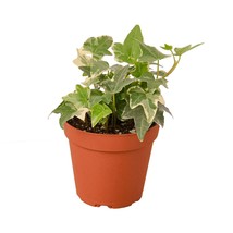 English Ivy &#39;Glacier&#39;-4&quot; Pot / Nursery Pot - $566.02 MXN