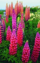 25 Pink Purple Orange Lupine Flower Flowers Perennial Seeds  - $19.99