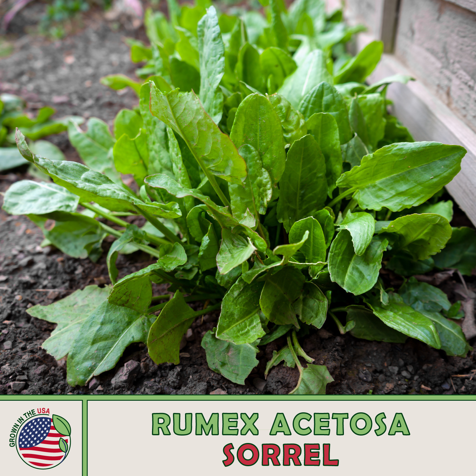 500 Sorrel Seeds Rumex Acetosa Spinach Dock Culinary Fresh Seeds - $4.80