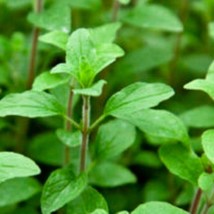 Common Italian Oregano Seeds Fresh Seeds Gardening USA SELLER - £4.96 GBP