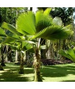 5 Licuala Grandis Ruffled Fam Palm Seeds For Planting   - $26.55 CAD