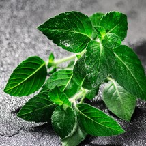 New Seeds Rama Tulsi Seeds Pack Organic Holy Basil Choose 100/400/2000 Herbal Te - £5.32 GBP