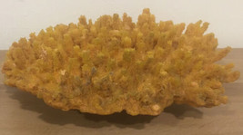 Large Acropora Finger Coral Ocean Reef Branch Fossil- Extra Large 10.5” ... - $181.11 CAD