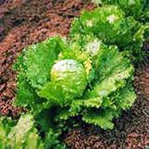 Lettuce Seed, Iceberg, Large Head, Heirloom, Non GMO, 100 Seeds, Garden - £2.34 GBP