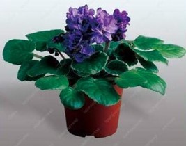 50Pcs Mini Violet African Violet Potted Plants Violet Flowers Perennial ... - $12.36