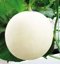 20Pcs White Honey Sweet Melon Seeds - $3.75