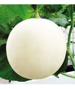 20Pcs White Honey Sweet Melon Seeds - $3.75