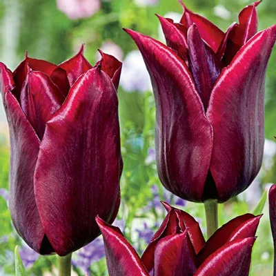 Late-Flowering Tulip Lasting Love - 50 Seeds - £11.60 GBP