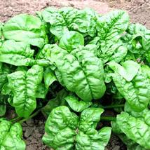 Lima Ja 100 Spinach Bloomsdale Seeds, Autumn Giant Garden Vegetable Salad Heirloo - £3.18 GBP