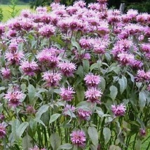 BEE BALM WILD BERGAMOT Perennial Beneficial Bees Hummingbirds Non-GMO 50... - £7.72 GBP