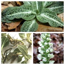 20 Root Systems Downy Rattlesnake Plantain Orchid Perennial Goodyera pubescens - £78.49 GBP