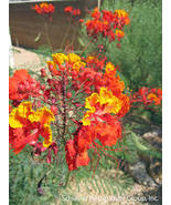 MEXICAN RED BIRD of PARADISE 10 SEEDS - $16.00