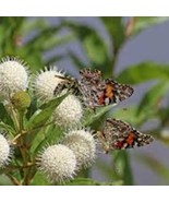 5 Buttonbush Plant 12-24In Tall Bare Root Shrub Cephalanthus Occidentalis Garden - $80.00