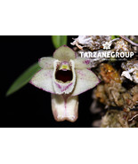 DENDROBIUM HEKOUENSE MINI MINIATURE ORCHID MOUNTED - $615.12 MXN